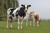 Διατροφή αγελάδων γαλακτοπαραγωγής